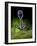 Microscopic View of Bacteriophage-Stocktrek Images-Framed Photographic Print