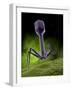 Microscopic View of Bacteriophage-Stocktrek Images-Framed Photographic Print
