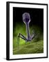 Microscopic View of Bacteriophage-Stocktrek Images-Framed Photographic Print