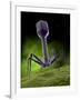 Microscopic View of Bacteriophage-Stocktrek Images-Framed Photographic Print