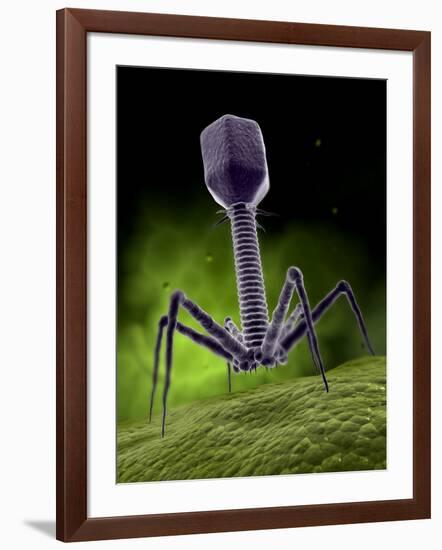 Microscopic View of Bacteriophage-Stocktrek Images-Framed Photographic Print