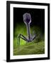 Microscopic View of Bacteriophage-Stocktrek Images-Framed Photographic Print