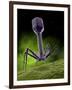 Microscopic View of Bacteriophage-Stocktrek Images-Framed Photographic Print