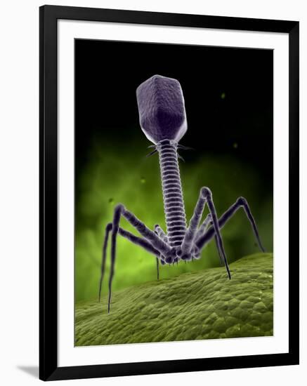 Microscopic View of Bacteriophage-Stocktrek Images-Framed Photographic Print