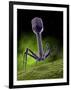 Microscopic View of Bacteriophage-Stocktrek Images-Framed Photographic Print