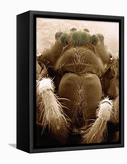 Microscopic View of Black Widow-Jim Zuckerman-Framed Stretched Canvas