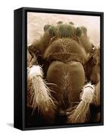 Microscopic View of Black Widow-Jim Zuckerman-Framed Stretched Canvas