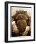 Microscopic View of Black Widow-Jim Zuckerman-Framed Photographic Print