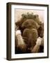 Microscopic View of Black Widow-Jim Zuckerman-Framed Photographic Print