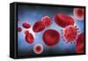 Microscopic View of Blood Cells with Virus-null-Framed Stretched Canvas