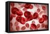 Microscopic View of Blood Cells-null-Framed Stretched Canvas