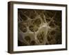 Microscopic View of Bone Fibre-null-Framed Art Print