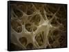 Microscopic View of Bone Fibre-null-Framed Stretched Canvas