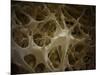 Microscopic View of Bone Fibre-null-Mounted Art Print