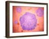 Microscopic View of Canine Parvovirus-null-Framed Art Print