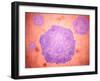 Microscopic View of Canine Parvovirus-null-Framed Art Print