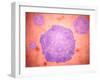 Microscopic View of Canine Parvovirus-null-Framed Art Print