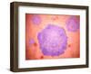 Microscopic View of Canine Parvovirus-null-Framed Art Print