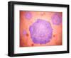 Microscopic View of Canine Parvovirus-null-Framed Art Print