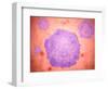 Microscopic View of Canine Parvovirus-null-Framed Art Print