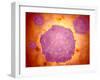 Microscopic View of Canine Parvovirus-null-Framed Art Print