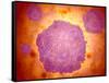 Microscopic View of Canine Parvovirus-null-Framed Stretched Canvas