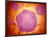 Microscopic View of Canine Parvovirus-null-Framed Art Print