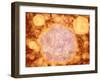 Microscopic View of Canine Parvovirus-null-Framed Art Print