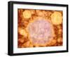 Microscopic View of Canine Parvovirus-null-Framed Art Print