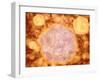 Microscopic View of Canine Parvovirus-null-Framed Art Print