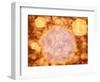 Microscopic View of Canine Parvovirus-null-Framed Art Print