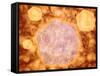 Microscopic View of Canine Parvovirus-null-Framed Stretched Canvas