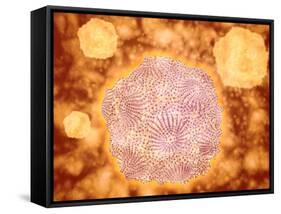 Microscopic View of Canine Parvovirus-null-Framed Stretched Canvas