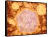 Microscopic View of Canine Parvovirus-null-Framed Stretched Canvas