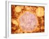 Microscopic View of Canine Parvovirus-null-Framed Art Print