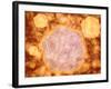 Microscopic View of Canine Parvovirus-null-Framed Art Print