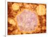 Microscopic View of Canine Parvovirus-null-Framed Art Print