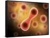 Microscopic View of Cell Division-null-Framed Stretched Canvas