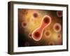 Microscopic View of Cell Division-null-Framed Art Print