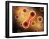 Microscopic View of Cell Division-null-Framed Art Print
