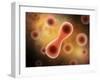 Microscopic View of Cell Division-null-Framed Art Print