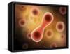 Microscopic View of Cell Division-null-Framed Stretched Canvas