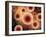 Microscopic View of Cell-null-Framed Art Print