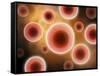 Microscopic View of Cell-null-Framed Stretched Canvas