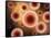 Microscopic View of Cell-null-Framed Stretched Canvas