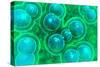 Microscopic View of Chlamydia-null-Stretched Canvas