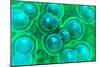 Microscopic View of Chlamydia-null-Mounted Art Print