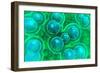 Microscopic View of Chlamydia-null-Framed Premium Giclee Print