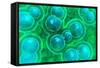 Microscopic View of Chlamydia-null-Framed Stretched Canvas