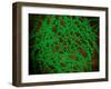 Microscopic View of Cocci Bacterium-null-Framed Art Print